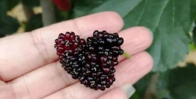 补血吃什么食物最好最快_补血的食物吃_补血食物吃好还是吃好